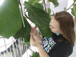 uczennica ogląda roślinę doniczkową